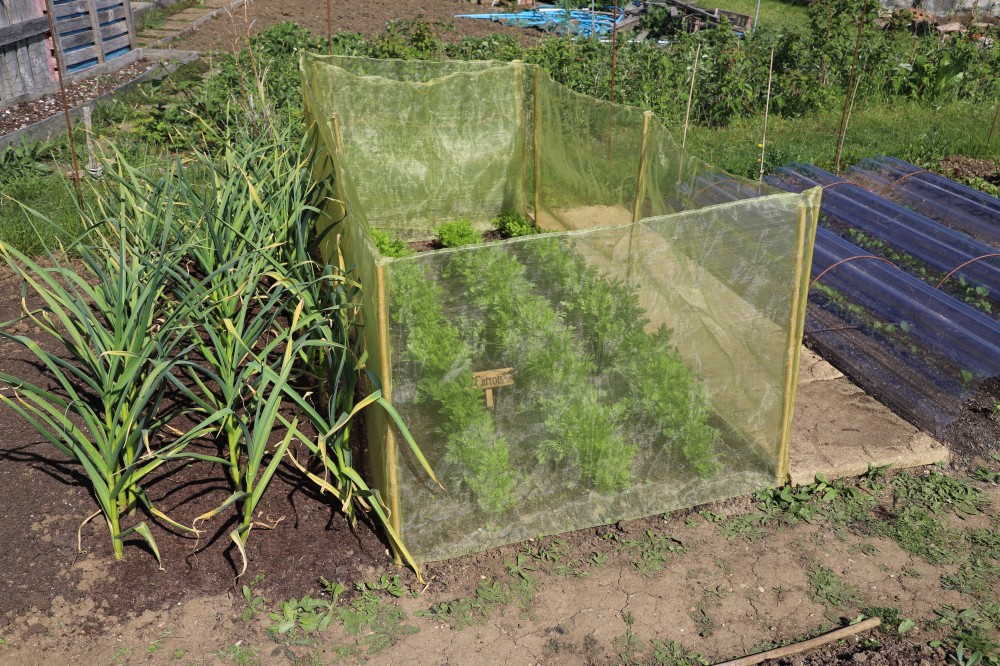 carrot fly screen, carrot fly cage
