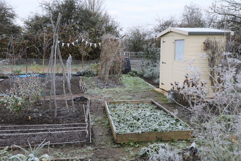 frosty allotment