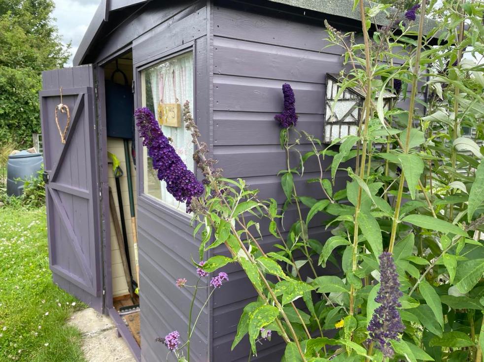 purple shed